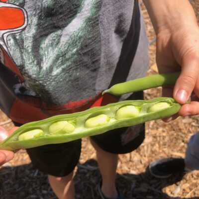 How to grow broad beans with kids