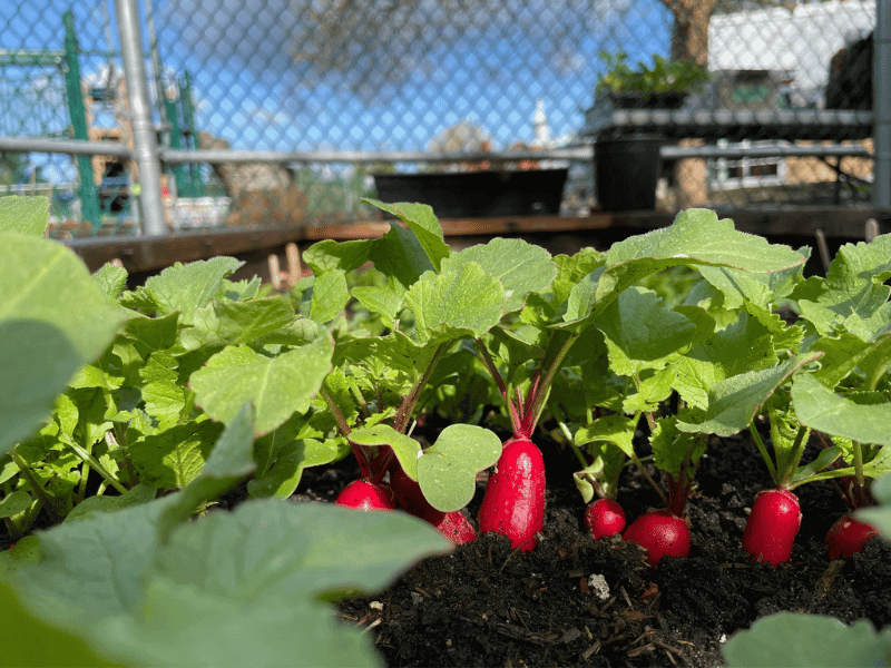 Radishes In A School Garden