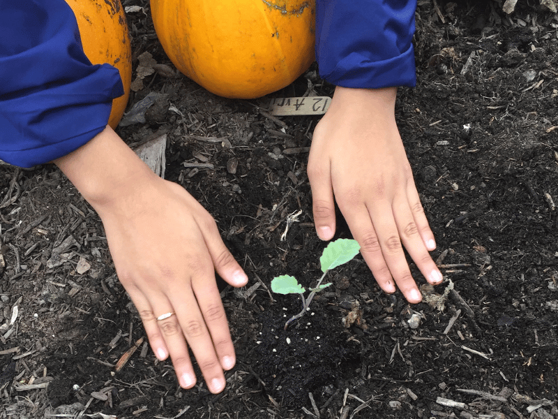 Planting A Seedling In The Fall With Pumpkins In The Background