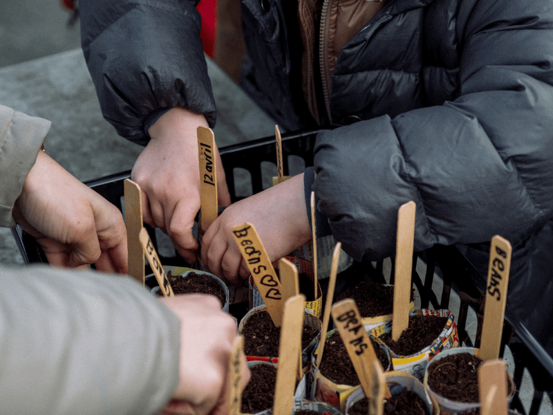 Planting Beans In Newspaper Cups For A Classroom Garden